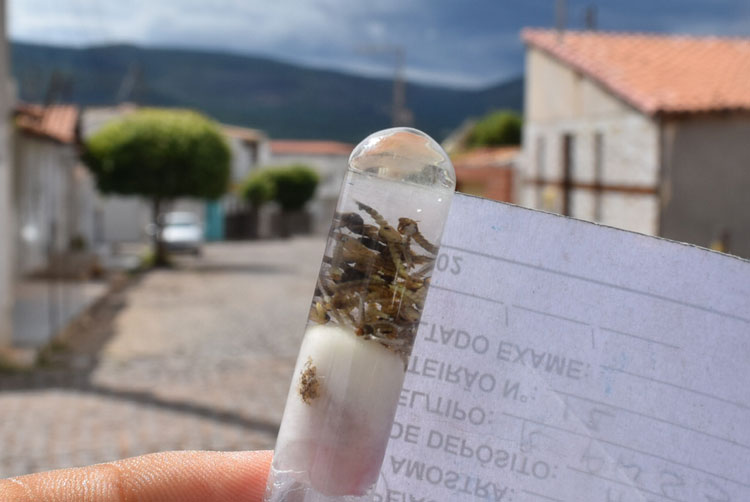 Além do coronavírus, secretário de saúde faz alerta para arboviroses durante o verão em Brumado