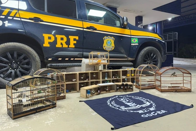 PRF resgata 43 aves silvestres em ônibus na BR-116 em Vitória da Conquista