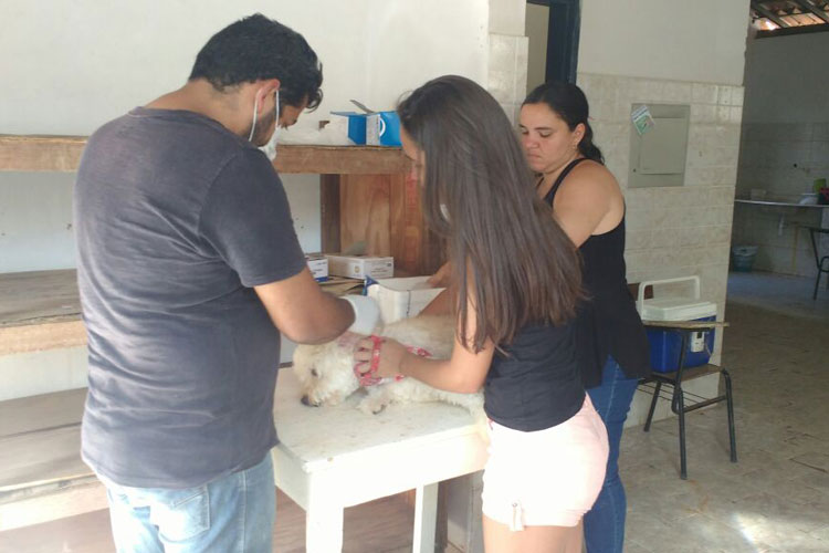 Brumado: Dezenas de cães passam por mutirão de controle do calazar na Vila Presidente Vargas