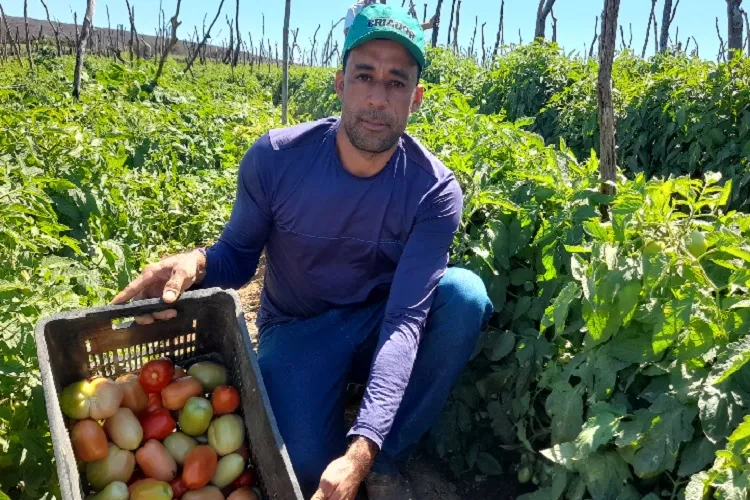 Produção do tomate prospera com o suporte do Armazém do Criador em Brumado
