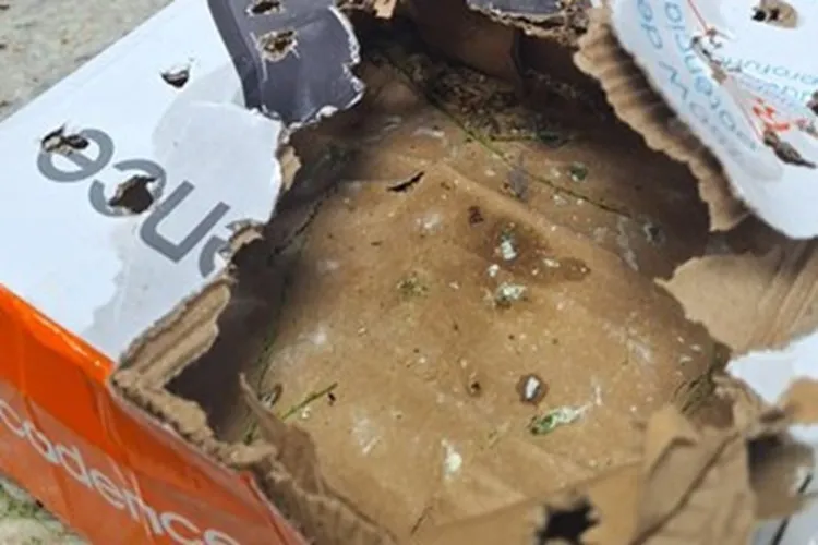 Vitória da Conquista: PRF resgata aves silvestres transportadas em ônibus