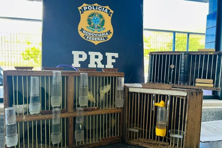 PRF resgata 14 aves silvestres durante fiscalização a ônibus em Jequié