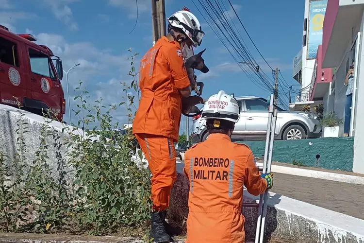 Cachorro é resgatado após cair em canal de esgoto em Barreiras