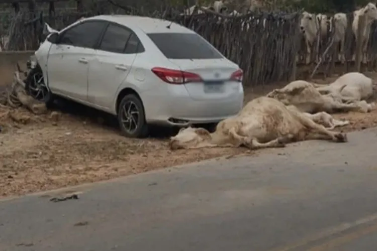 Dirigindo em alta velocidade, condutor mata dois animais e fere outros quatro em Brumado