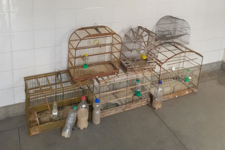 Adolescente é detido por porte ilegal de drogas e animais silvestres em Malhada de Pedras