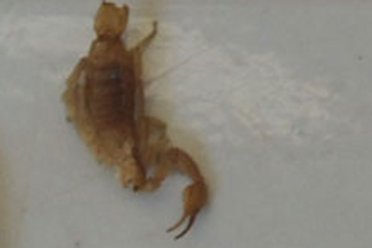 Número de picadas de escorpiões aumenta 17% em Vitória da Conquista