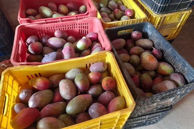 Produção de manga é comprometida em Livramento de Nossa Senhora