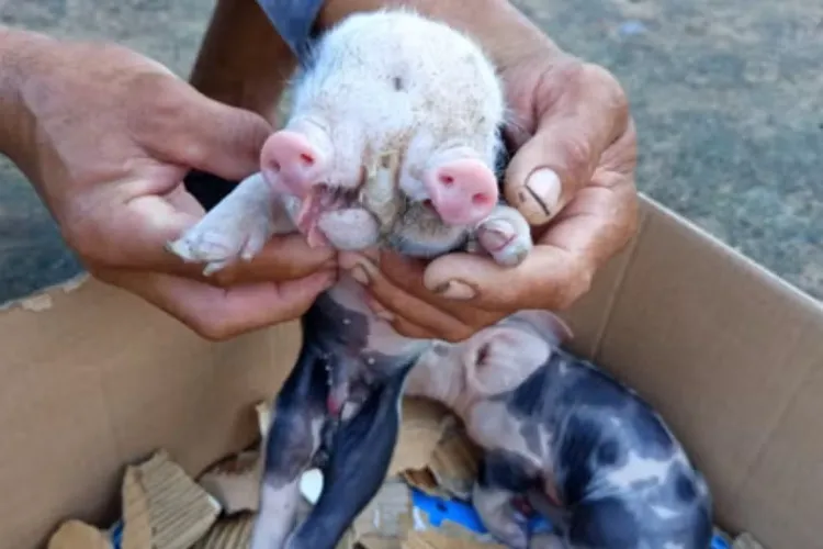 Porco nasce com dois focinhos na zona rural de Feira de Santana