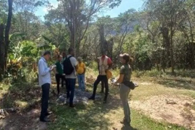 Surto de cinomose em cães domésticos é investigado em Palmeiras