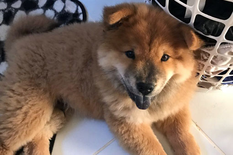 Cachorro da raça Chow Chow está desaparecido em Brumado