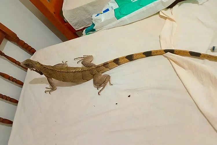 Brigadistas voluntários resgatam iguana em Livramento de Nossa Senhora