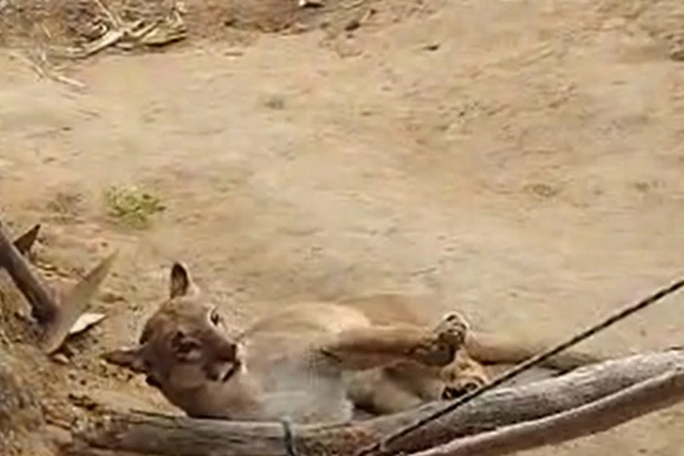 Moradores de Novo Horizonte assustados após onça parda atacar galinheiro