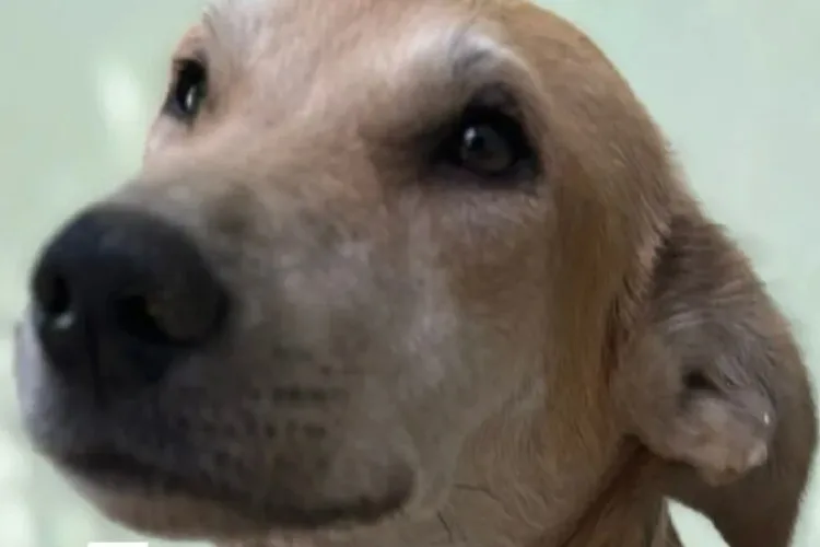 FPI resgata cães em situação de maus-tratos e abandono em Bom Jesus da Lapa