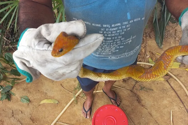 Gasa resgata cobra boipeba em área residencial em Livramento de Nossa Senhora