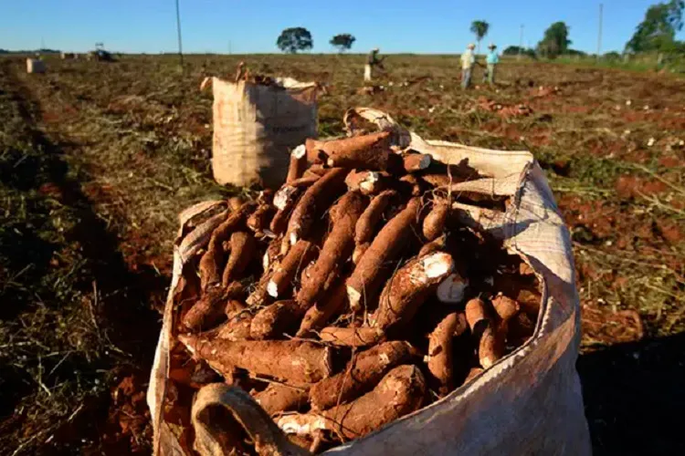 Pesquisador estuda qual melhor período de colheita e manejo da mandioca em Conquista