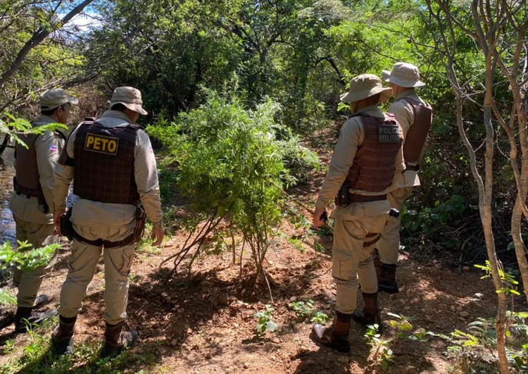 Plantação com quatro mil pés de maconha é destruída no norte da Bahia