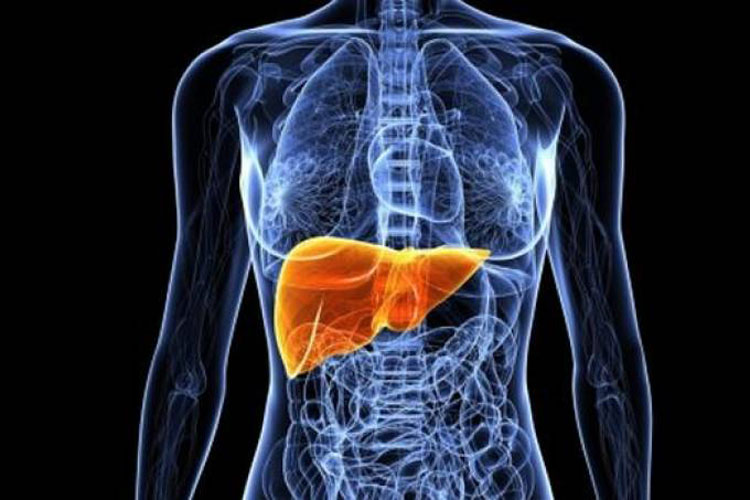 Musculação pode ajudar na redução da gordura no fígado