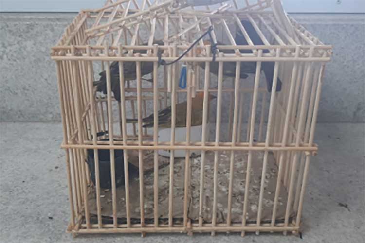 PRF resgata 4 aves silvestres durante fiscalização a ônibus em Vitória da Conquista