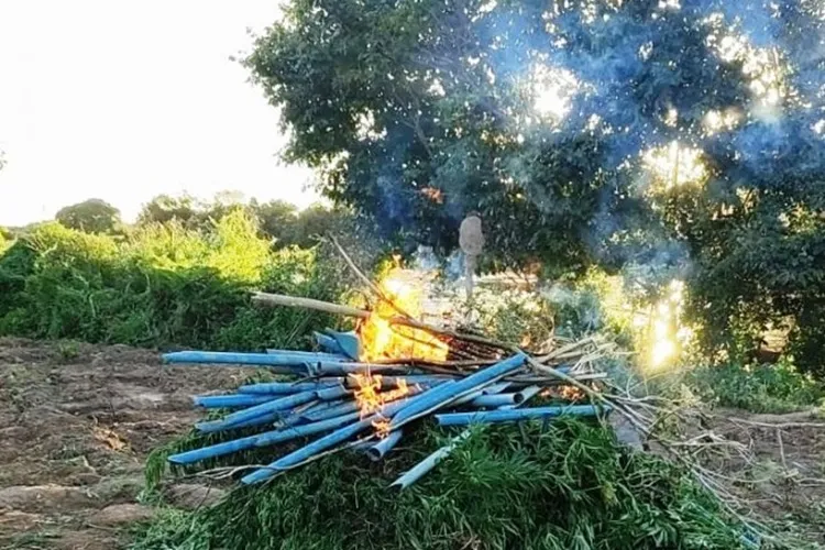 PM-BA erradica mais de 7 mil pés de maconha no Norte da Bahia