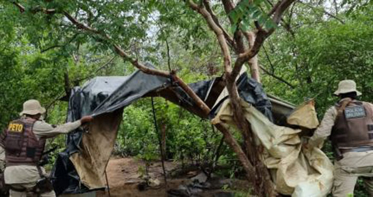 Em 2022, quase um milhão de pés de maconha foram erradicados na Bahia