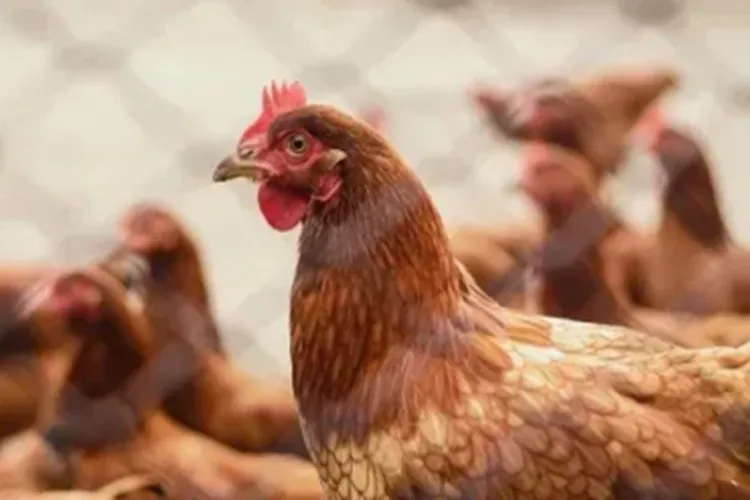 Estado de São Paulo registra primeiro caso de gripe aviária do ano