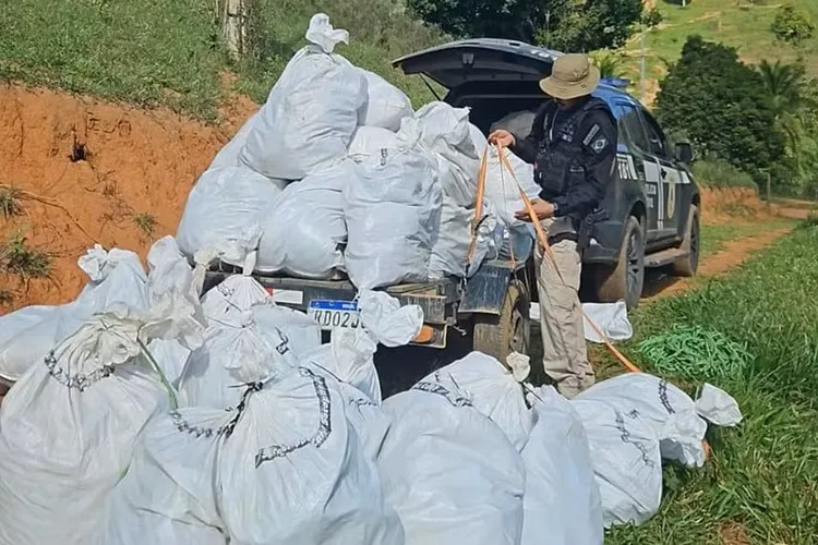 Mais de 500 kg de maconha são apreendidos durante operação em Itamaraju