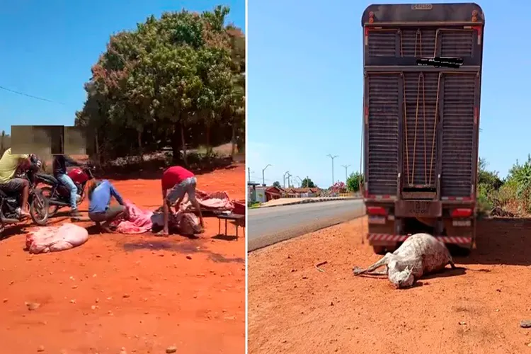 Caminhão abandona boi morto na BA-148 e populares cortam carne em Livramento de Nossa Senhora
