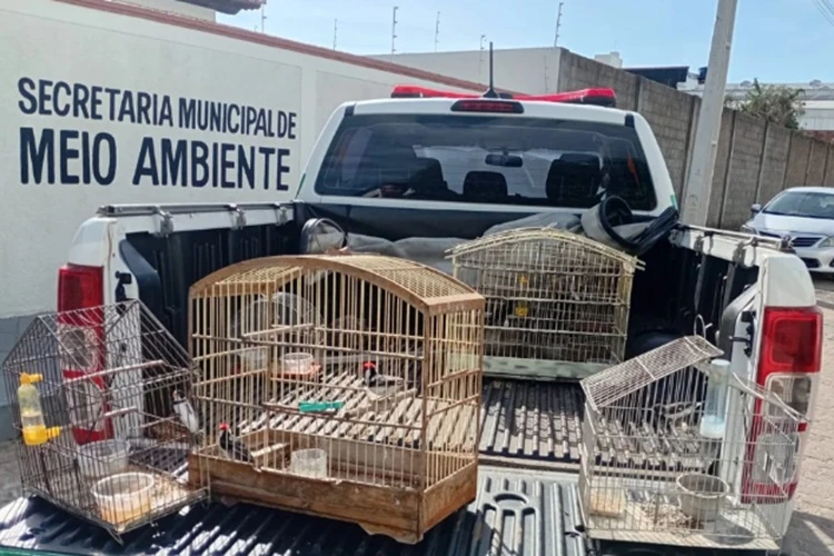 Secretaria de Meio Ambiente realiza novas apreensões de animais silvestres em Guanambi