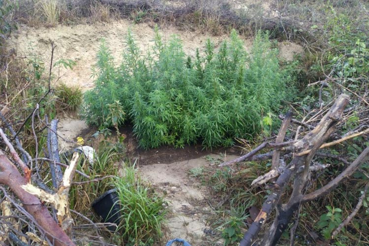Polícia encontra plantação de maconha no Povoado de José Gonçalves em Vitória da Conquista