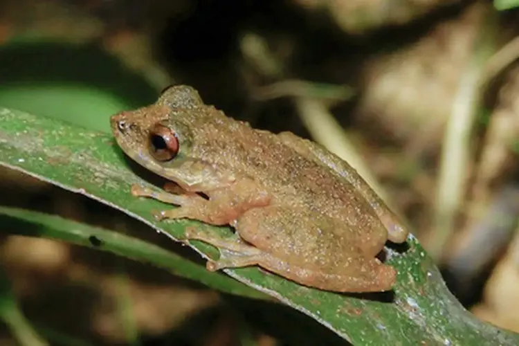 Nova espécie de perereca é descoberta no Cerrado mineiro