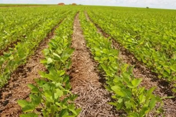 Produtor rural do oeste da Bahia já sente efeitos do tarifaço de Trump