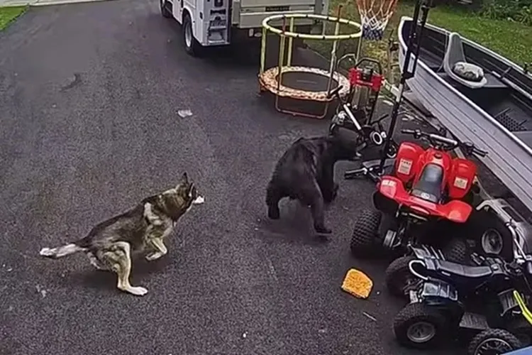 Cadela enfrenta urso e salva menino de 6 anos de ataque nos EUA