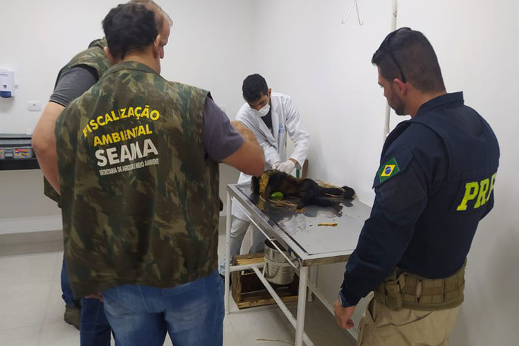 PRF socorre macaco prego atropelado na BR-330 em Guanambi