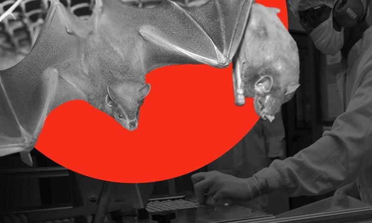 Cientistas da Fiocruz caçam morcegos para barrar nova pandemia