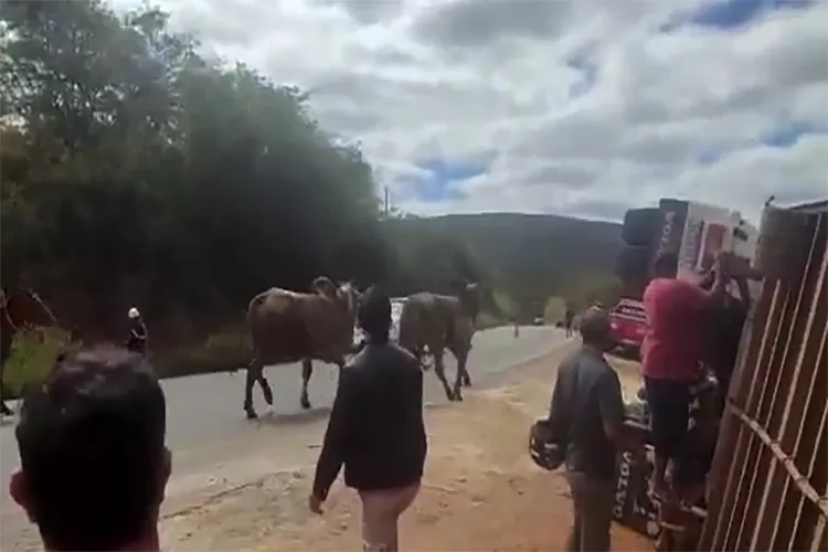 Caetité: Caminhão boiadeiro tomba e animais causam transtornos ao tráfego de veículos