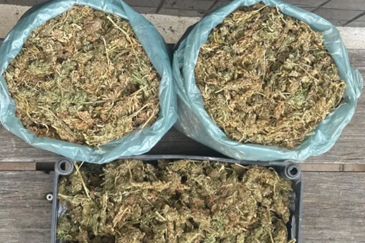 Denúncia de tráfico leva à apreensão de 3,5 kg de maconha em Seabra