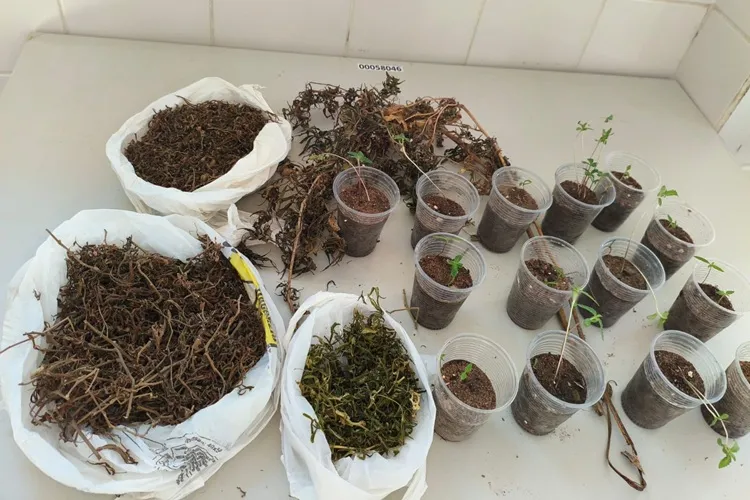 Plantação de maconha é descoberta pela Rondesp em sítio de Guanambi