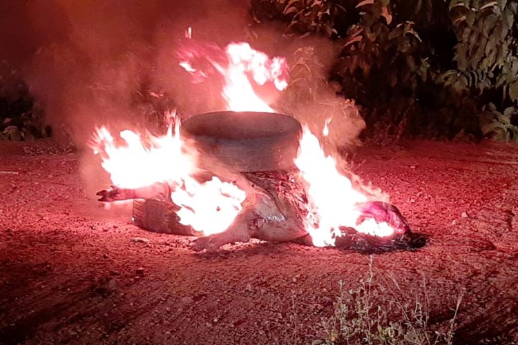 Adab combate o abate e comercialização de carne de origem clandestina no oeste e sudoeste baiano