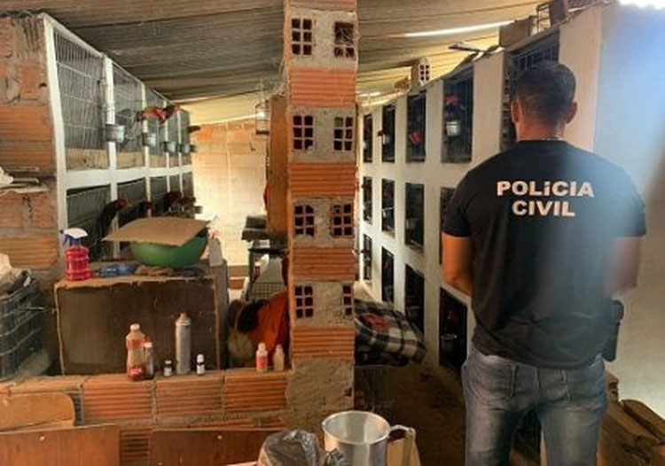 Polícia fecha local que abrigava rinha de galos e resgata aves no Vale do Jiquiriçá
