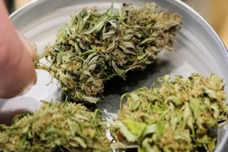 Busca por cannabis medicinal é intensificada por estresse, diz pesquisa