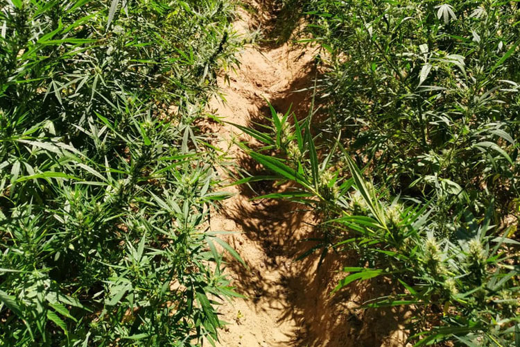 Cerca de 1,5 tonelada de maconha é apreendida após denúncias em Abaré