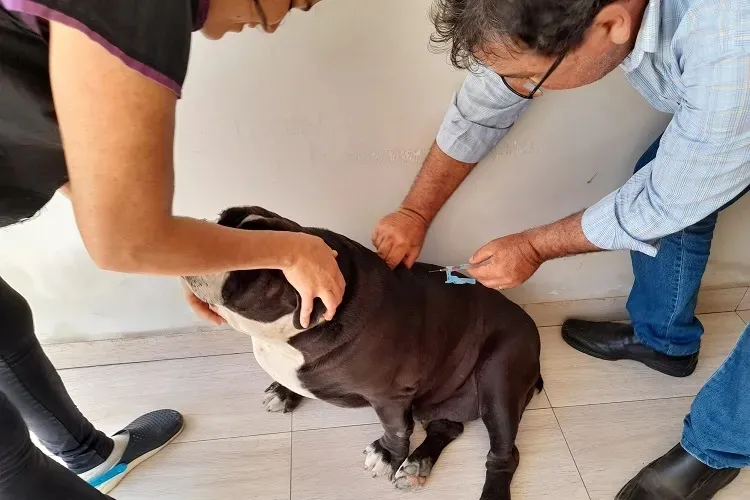 Brumado: Vacinação antirrábica alerta para riscos da patologia em humanos
