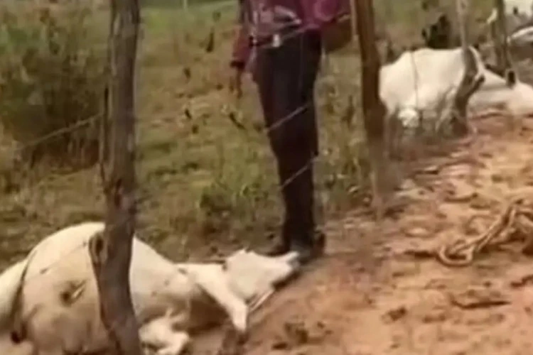 Raio mata oito bovinos e causa prejuízo superior a R$ 30 mil em Boquira