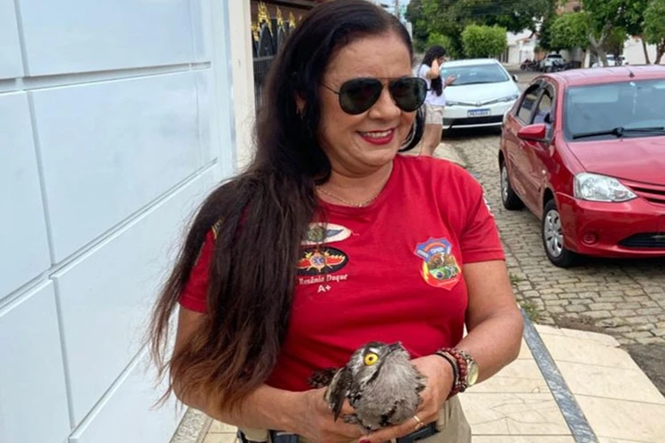 Urutau é resgatado dentro de residência em Livramento de Nossa Senhora