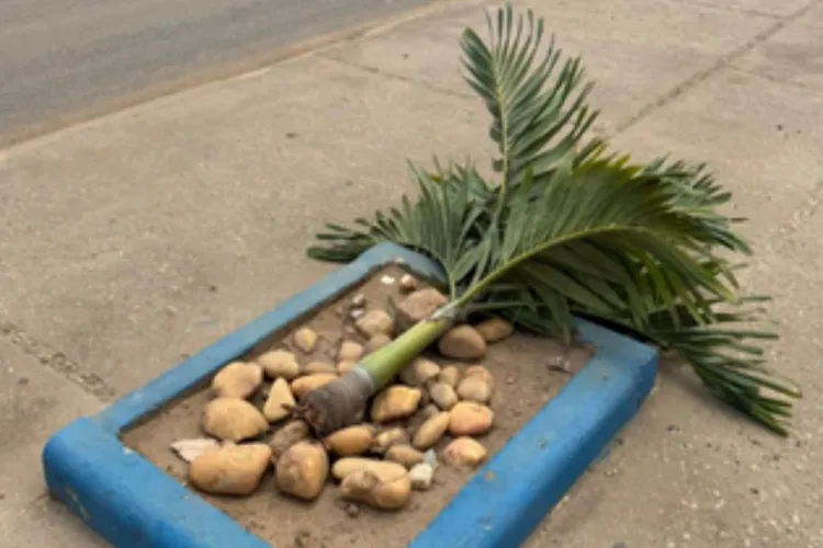 Videomonitoramento flagra vandalismo contra o patrimônio público em Condeúba