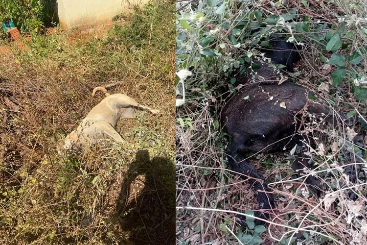 Caculé: Moradores denunciam que cães estão sendo envenenados no Bairro Copacabana