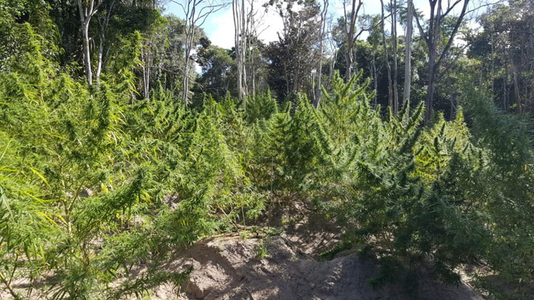 Três mil pés de maconha são erradicados no litoral norte baiano