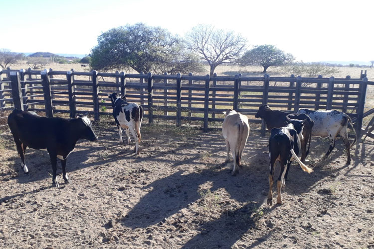 Guanambi: Superintendência de Trânsito recolhe animais soltos na BR-030