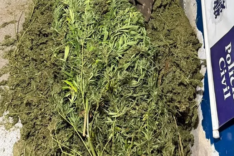 Rondesp Meio Oeste intensifica ações contra plantações de maconha no Rio São Francisco