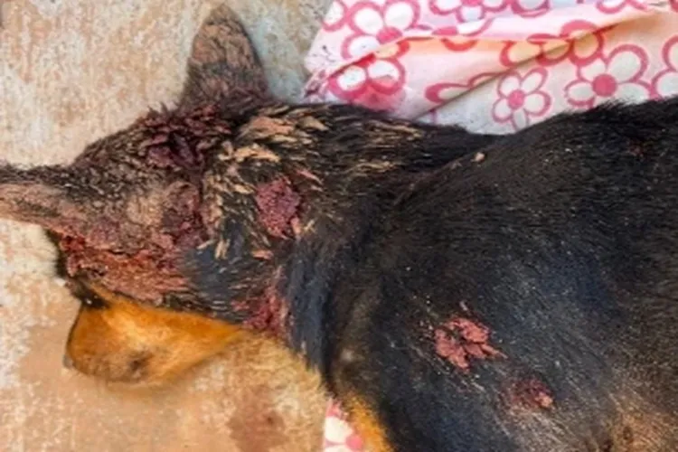 Cadela de estimação é assassinada a tiros na zona rural de Brumado